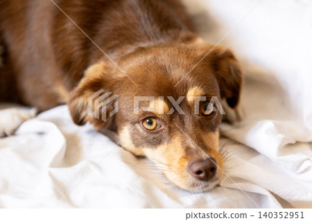 small brown dog lying in bed and looking directly into the camera small brown dog lying in bed and looking directly into the camera 140352951