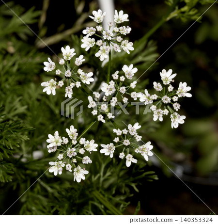 Coriander flowers delicate white blossoms of the Coriandrum sativum plant Coriander flowers delicate white blossoms of the Coriandrum sativum plant 140353324