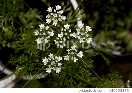 Coriander flowers delicate white blossoms of the Coriandrum sativum plant Coriander flowers delicate white blossoms of the Coriandrum sativum plant 140353325