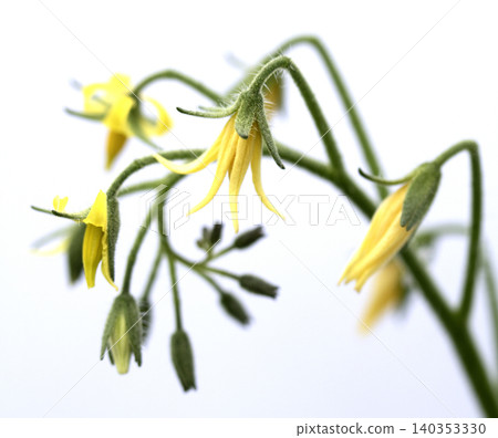 Close up of tomato flower blossom yellow petals Close up of tomato flower blossom yellow petals 140353330