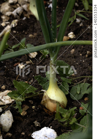 Close up of home grown onion plants before being harvested from the earth Close up of home grown onion plants before being harvested from the earth 140353334