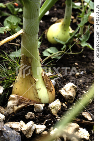Close up of home grown onion plants before being harvested from the earth Close up of home grown onion plants before being harvested from the earth 140353338