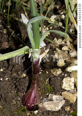 Close up of home grown onion plants before being harvested from the earth Close up of home grown onion plants before being harvested from the earth 140353339