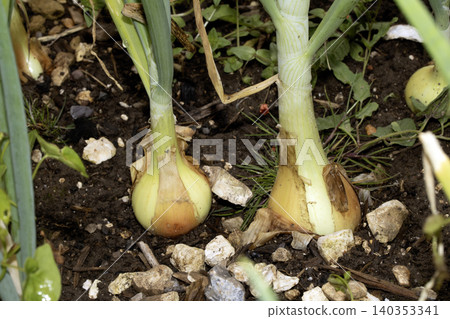 Close up of home grown onion plants before being harvested from the earth Close up of home grown onion plants before being harvested from the earth 140353341