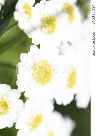 Close up of feverfew white daisy flowers in the wild wildflower Close up of feverfew white daisy flowers in the wild wildflower 140353354