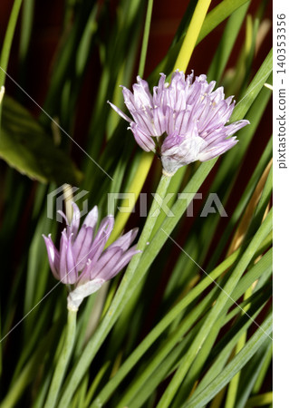 Close up of chive herb purple flowers Close up of chive herb purple flowers 140353356