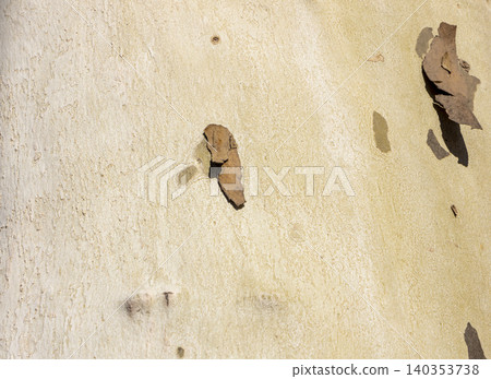 Platan, Platane, Platanus sycamore, plane trunk symbol. Texture made of Platan, Platane, sycamore, plane tree bark. Beautiful Platan tree trunk background. Conceptual image. Peaceful nature Typography Platan, Platane, Platanus sycamore, plane trunk symbol. Texture made of Platan, Platane, sycamore, plane tree bark. Beautiful Platan tree trunk background. Conceptual image. Peaceful nature Typography 140353738