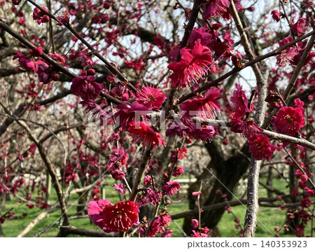 Red plum blossoms just in full bloom Red plum blossoms just in full bloom 140353923
