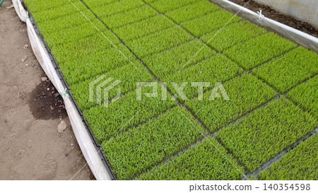 Seedling trays submerged in pool water Seedling trays submerged in pool water 140354598