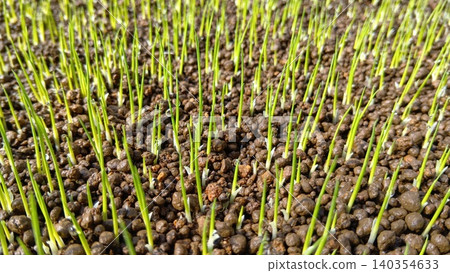 Germinated rice 140354633