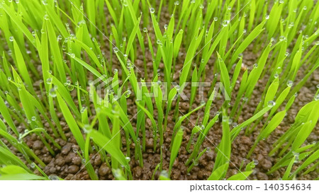 Water droplets resting on the tips of rice seedling leaves 140354634