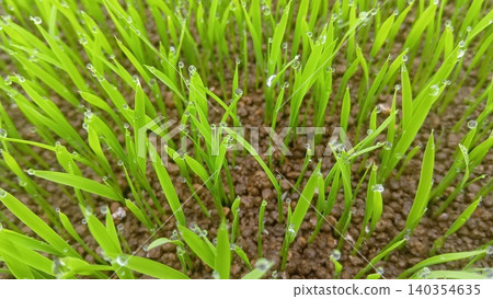 Water droplets resting on the tips of rice seedling leaves Water droplets resting on the tips of rice seedling leaves 140354635