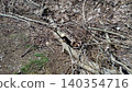 The trees on the slope that were cut down 140354716