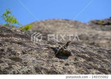 Small lizard on sunlit rocky landscape Small lizard on sunlit rocky landscape 140355002
