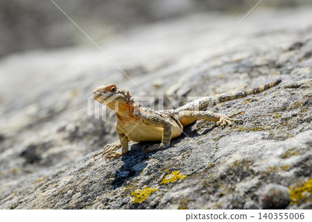 Small lizard basking on a sunlit rock Small lizard basking on a sunlit rock 140355006