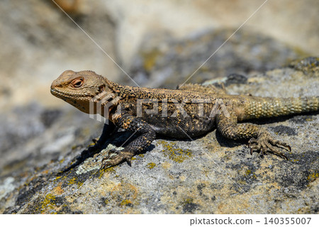 Brown lizard resting on a sunlit rock Brown lizard resting on a sunlit rock 140355007