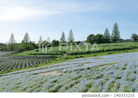 粉蝶:一片令人嘆為觀止的花海(愛知縣日新市愛知農場) 粉蝶:一片令人嘆為觀止的花海(愛知縣日新市愛知農場) 140355155