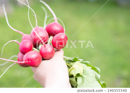 Bunch of radishes fresh vegetables from the garden, red radish vegetables in hand Bunch of radishes fresh vegetables from the garden, red radish vegetables in hand 140355540