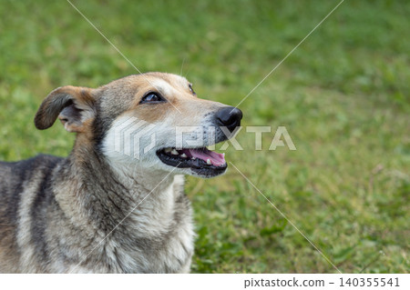 Happy mongrel dog rests in a meadow on a hot summer day. Happy mongrel dog rests in a meadow on a hot summer day. 140355541