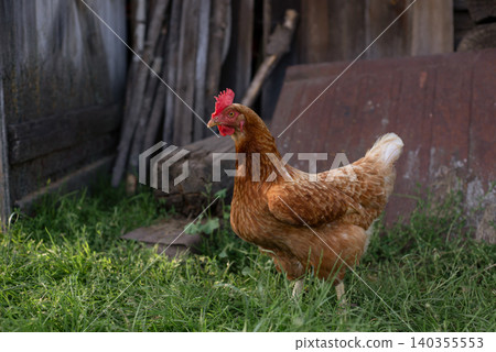 Free Range Hens Roaming in a Lush Backyard on Eco-Friendly Poultry Farm Free Range Hens Roaming in a Lush Backyard on Eco-Friendly Poultry Farm 140355553