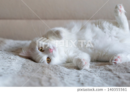 Cute white turkish angora cat rest on the carpet 140355561