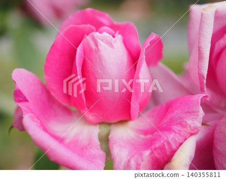 A rosebud just beginning to open (Teruyoshi, 20260515071830) 140355811