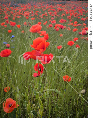 Close-up of red poppies in a green meadow Close-up of red poppies in a green meadow 140355842