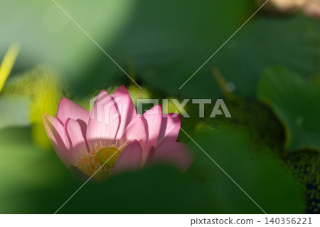 粉紅色的蓮花在綠葉間盛開 粉紅色的蓮花在綠葉間盛開 140356221