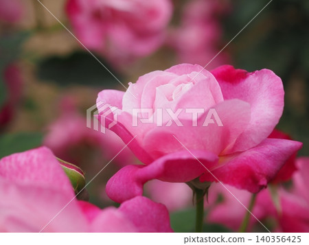 Rose (Sophie's Perpetual, 20260515072111) Rose (Sophie's Perpetual, 20260515072111) 140356425