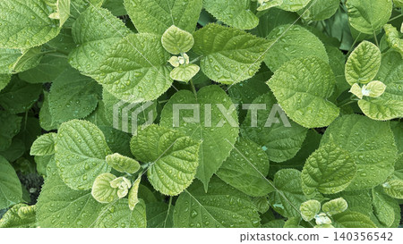 Fresh green hydrangea leaves with water drops top view background 140356542
