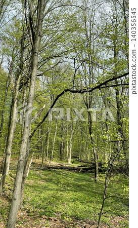 Fresh green trees in young spring forest on sunny day Fresh green trees in young spring forest on sunny day 140356545
