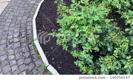 Garden stone pavement path with green rose bushes landscaping top view Garden stone pavement path with green rose bushes landscaping top view 140356547