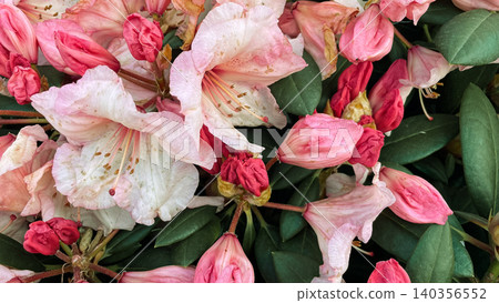 Pink rhododendron flowers with wilting buds on bush macro view Pink rhododendron flowers with wilting buds on bush macro view 140356552