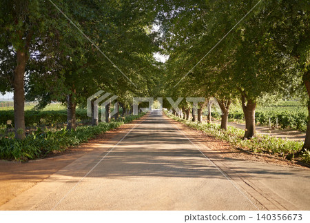 Vineyard, trees and sustainable environment in nature, agriculture and spring on farm or ecology. Rural road, outdoors and peace or calm in countryside, landscape and traveling on mockup space Vineyard, trees and sustainable environment in nature, agriculture and spring on farm or ecology. Rural road, outdoors and peace or calm in countryside, landscape and traveling on mockup space 140356673