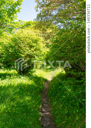 A narrow path deep in the mountains of Nasu A narrow path deep in the mountains of Nasu 140356711