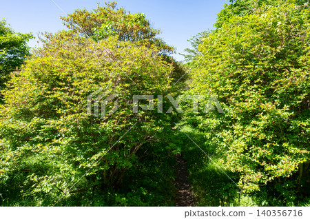 A narrow path deep in the mountains of Nasu A narrow path deep in the mountains of Nasu 140356716