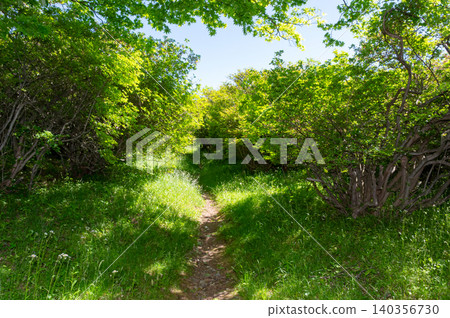 A narrow path deep in the mountains of Nasu A narrow path deep in the mountains of Nasu 140356730