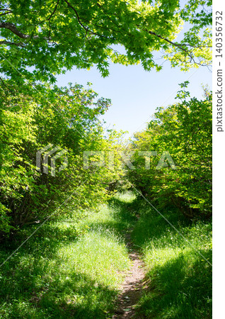 A narrow path deep in the mountains of Nasu A narrow path deep in the mountains of Nasu 140356732