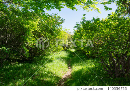 A narrow path deep in the mountains of Nasu A narrow path deep in the mountains of Nasu 140356733