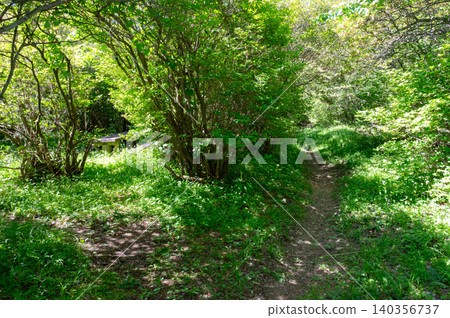 A narrow path deep in the mountains of Nasu A narrow path deep in the mountains of Nasu 140356737