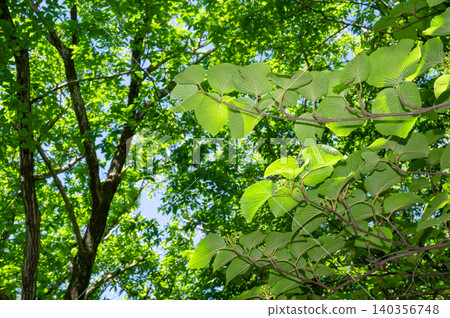 Looking up at the trees in the forest in early summer Looking up at the trees in the forest in early summer 140356748