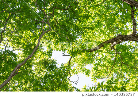 Looking up at the trees in the forest in early summer Looking up at the trees in the forest in early summer 140356757