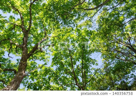 Looking up at the trees in the forest in early summer Looking up at the trees in the forest in early summer 140356758