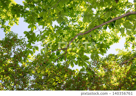 Looking up at the trees in the forest in early summer Looking up at the trees in the forest in early summer 140356761