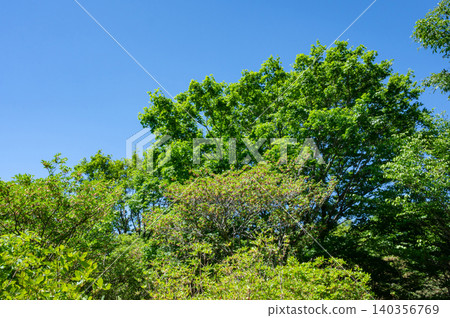 Fresh greenery shining against the blue sky Fresh greenery shining against the blue sky 140356769