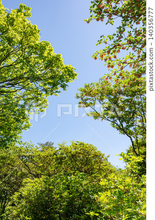 Fresh greenery shining against the blue sky Fresh greenery shining against the blue sky 140356777