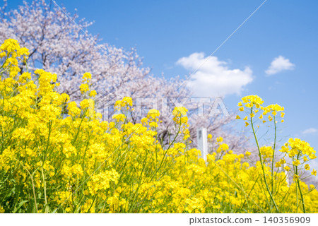 [Sakai's Waterside Cherry Blossoms] Cherry blossoms and rapeseed flowers blooming along the Tone River embankment 140356909