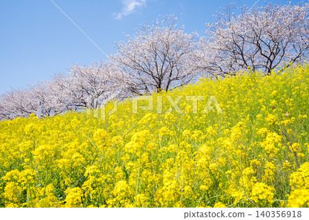 [Sakai's Waterside Cherry Blossoms] Cherry blossoms and rapeseed flowers blooming along the Tone River embankment 140356918