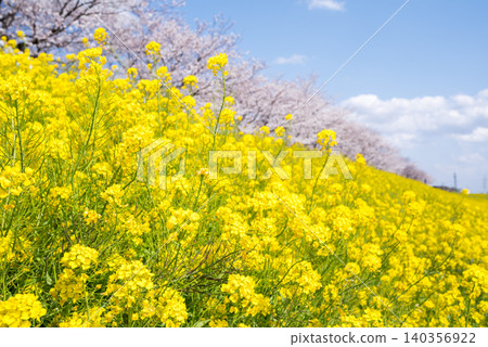 [Sakai's Waterside Cherry Blossoms] Cherry blossoms and rapeseed flowers blooming along the Tone River embankment 140356922