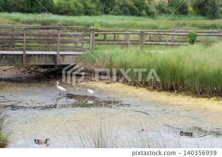 Two egrets in a pond. Protected area, Villaviciosa estuary, Asturias Two egrets in a pond. Protected area, Villaviciosa estuary, Asturias 140356939